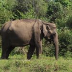 Carnet d’une globe-trotteuse : Sri Lanka (5) – L’écume des routes